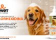 Baña a tu mascota con un shampoo medicado - levet
